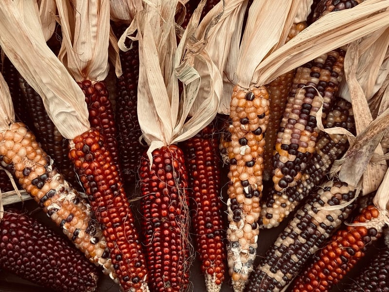 Imaginary Harvest
