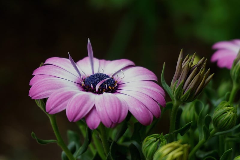 Magical Plants