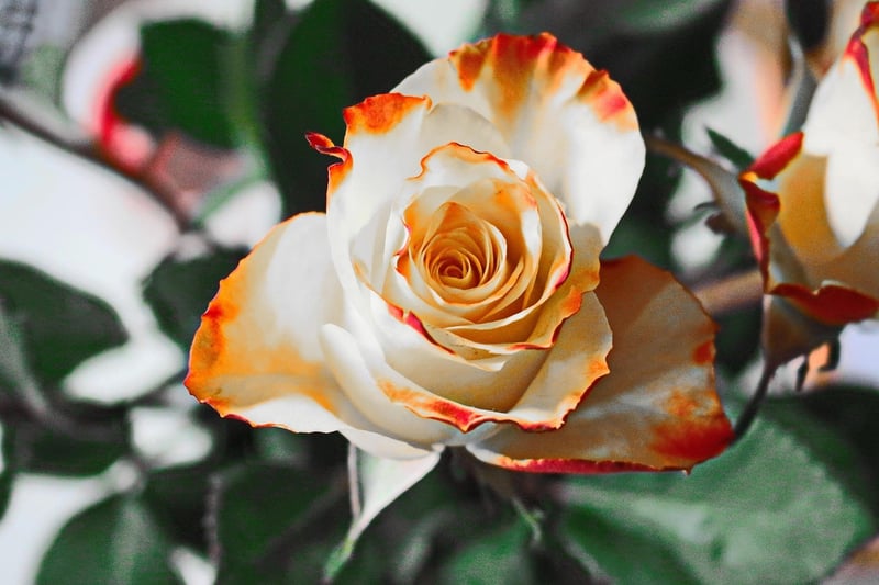 Starlight Roses